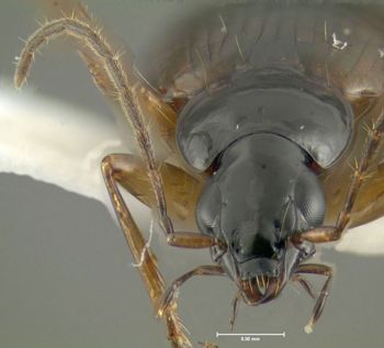 Media type: image;   Entomology 614233 Aspect: head frontal view